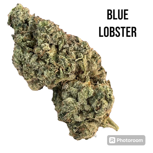 BLUE LOBSTER (hybrid)